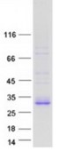 SDS-PAGE (FAM3B-2029H).jpg